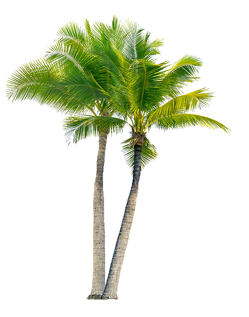 Palme